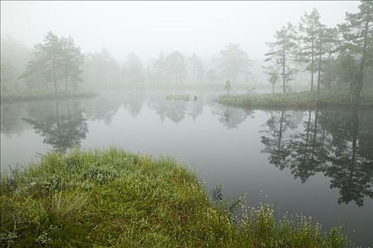 晨雾,上方,湖,瑞典