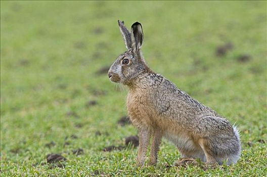 野兔,欧洲野兔
