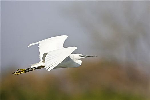 小白鹭,白鹭,飞跃,博茨瓦纳,非洲