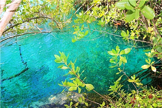 红树林,青绿色,水,马雅里维拉