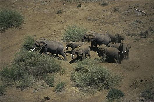 非洲象,安伯塞利国家公园,肯尼亚
