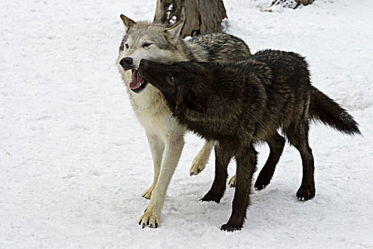 大灰狼,狼,排列,展出,顺从,动作,蒙大拿