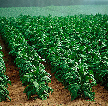 农业,地点,生长,烟草植物,安大略省,加拿大