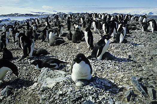南极半岛,岛屿,阿德利企鹅,生物群