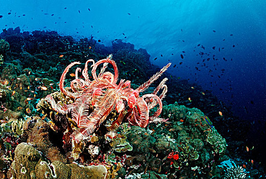 海百合,珊瑚礁,印度洋,马尔代夫