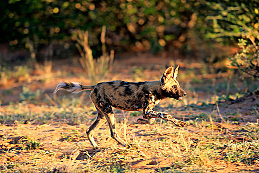 非洲野狗,非洲野犬属,成年,猎捕,跑,禁猎区,卡拉哈里沙漠,北角,南非,非洲