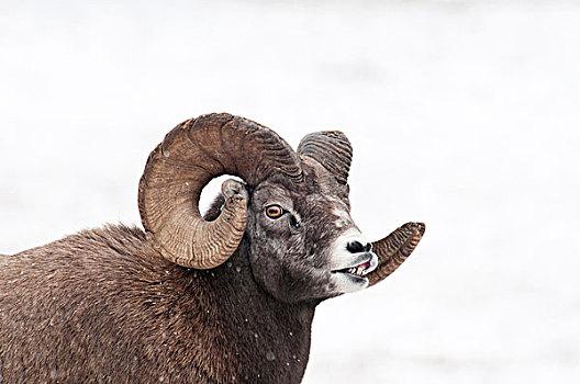特写,大角羊,碧玉国家公园,艾伯塔省,加拿大