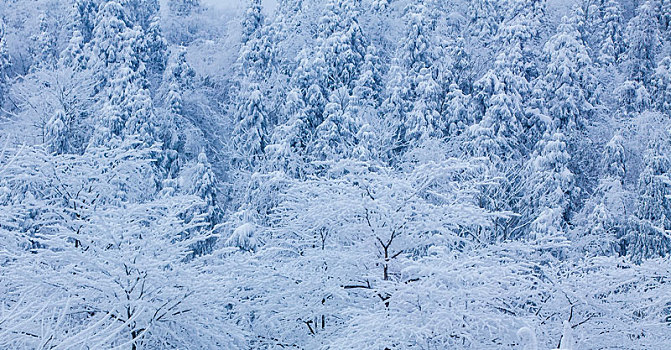 西岭雪山大雪的美丽风景