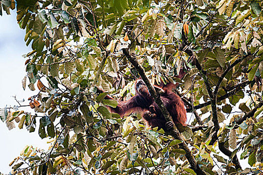 猩猩,雌性,幼仔,进食,树叶,沙巴,马来西亚,婆罗洲,亚洲