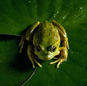 池蛙,新西兰