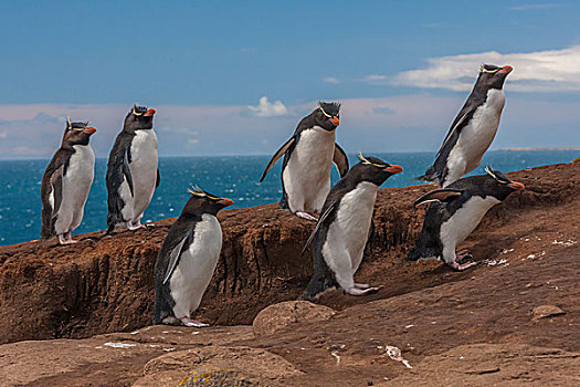 福克兰群岛,岛屿,群,跳岩企鹅,企鹅,戈登,画廊