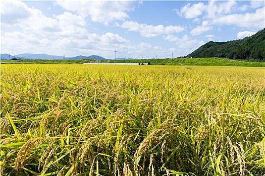 稻米,草地