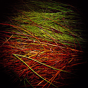 长,绿色,红色,草,切削,背影,地面