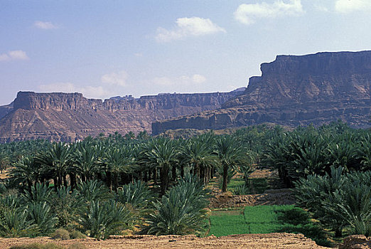 沙特阿拉伯,城市,海枣,种植园