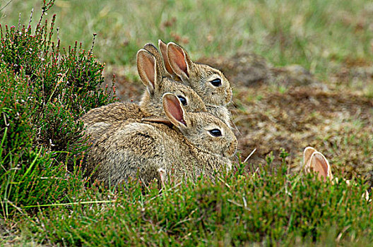 欧洲兔,兔豚鼠属,群,费吕沃,国家公园,格尔德兰,荷兰