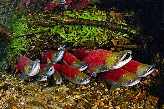 红鳟鱼,三文鱼,红鲑鱼,多,亚当斯河,省立公园,不列颠哥伦比亚省,加拿大,北美