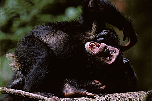 非洲,乌干达,树林,自然保护区,幼小,黑猩猩,类人猿,玩,成年,林中空地
