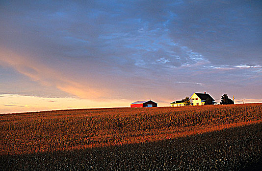 玉米地,农场,日落,新斯科舍省,加拿大