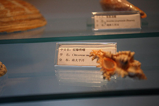 分布在南太平洋的红缘骨螺