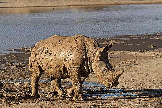 白犀,白犀牛,小动物,泥,浴室,禁猎区,西海角,南非,非洲