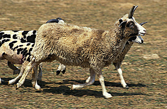 绵羊,牧群,跑,草地