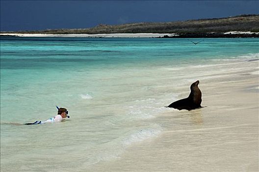 潜水,男孩,接近,加拉帕戈斯,海狮,加拉帕戈斯海狮,加拉帕戈斯群岛,厄瓜多尔,南美