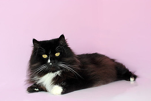 黑猫,粉色背景
