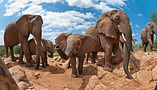 非洲象,牧群,研究中心,肯尼亚
