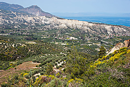风景,橄榄,种植园,山,伯罗奔尼撒半岛,希腊,欧洲