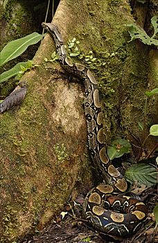 大蟒蛇,攀登,板状根,厄瓜多尔,南美