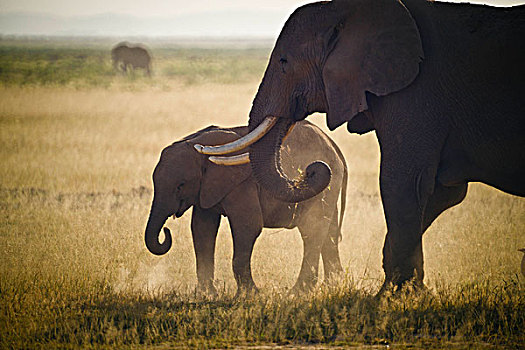 大象,安伯塞利国家公园