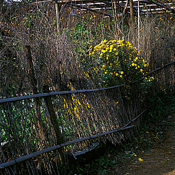 秋天的竹篱笆和黄菊花