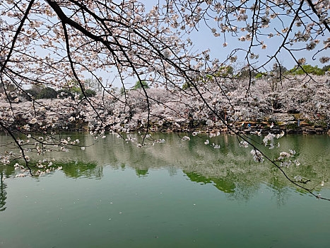 樱花湖,樱花树下,樱花