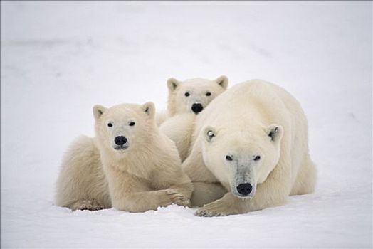 北极熊,幼兽,簇拥,母兽,温暖,丘吉尔市,曼尼托巴,加拿大