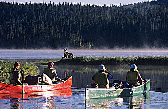 野生动物,注视,摄影,驼鹿,独木舟,河,鲍伦湖,公园,卡里布,区域,不列颠哥伦比亚省,加拿大