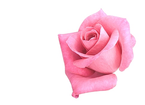 粉红玫瑰,花,隔绝,白色背景,背景