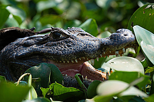 头像,两个,宽吻鳄,鳄属,湿地,潘塔纳尔,巴西