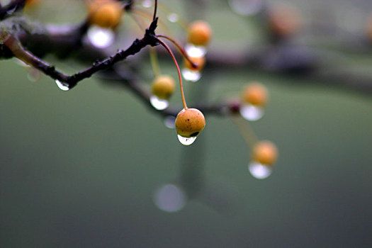 楝树,果实,果子,水珠,雨滴,晶莹,雨