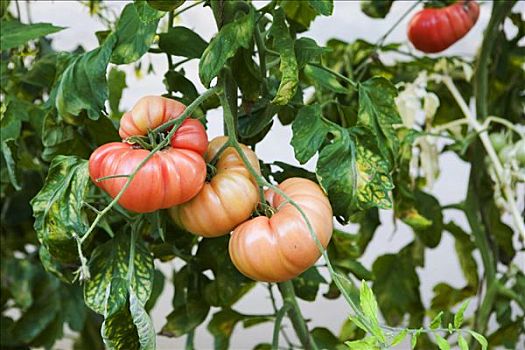 灌木,俄罗斯,西红柿,番茄