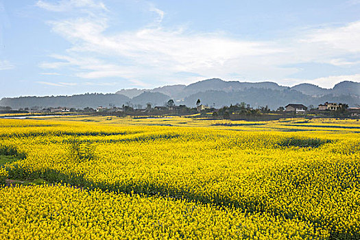 四川乐山市犍为县岷江边的油菜花