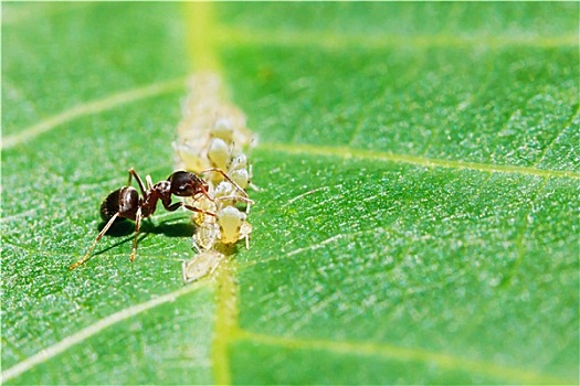 蚂蚁,蜜汁,蚜虫,牧群,叶子