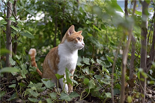 绿丛中的小花猫