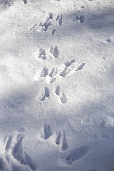北海道松鼠,雪地
