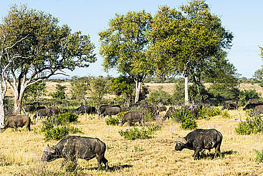 非洲,水牛,牧群,克鲁格国家公园,南非