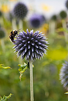 蜜蜂,花,苏格兰边境,苏格兰