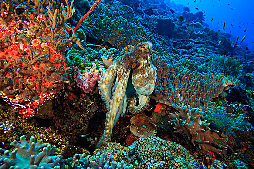 礁石,章鱼,霞水母章鱼,岛屿,班达海,印度尼西亚