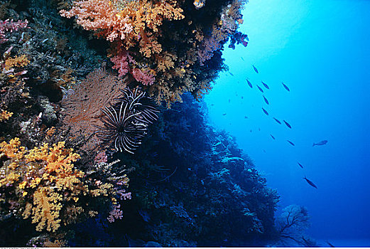 水下视角,珊瑚礁