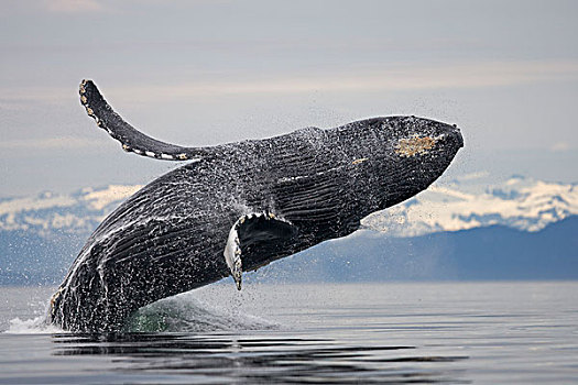 驼背鲸,鲸跃,弗雷德里克湾,通加斯国家森林,东南阿拉斯加,夏天