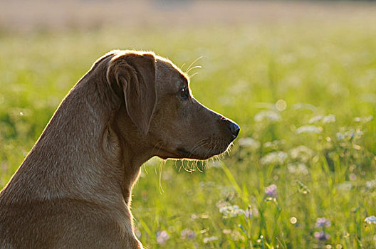 拉布拉多犬,雌性,狗,肖像,逆光