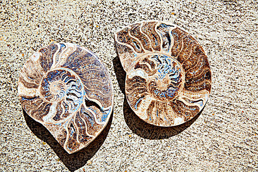 菊石,化石,蜗牛,切削,特鲁埃尔,阿巴拉钦酒店,西班牙